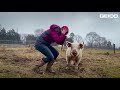 Rescue Pigs Runs To Her Dad When He Calls Her Name | The Dodo Comeback Kids