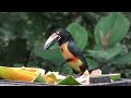 Tropical Birds In 4k - Beautiful Bird Sounds Of Rainforest | Jungle Sounds | Scenic Relaxation Film