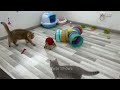Best Funny Animals 2024 🤩 Funniest Dogs and Cats 😻🐶 Part 27