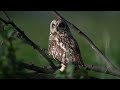Stunning Close-Ups of Short-Eared Owls