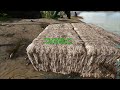This is Survival Evolved (Ark Part 1)