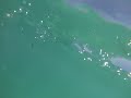 Barracuda while snorkeling in Punta Cana