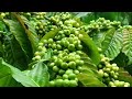 jalanpun jongkok Karna rapat pohon kopinya #trending #kopi #trendingshorts #perkebunankopi #fyp