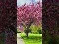 Japanese Cherry Blossom