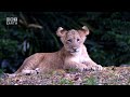 Wild Majesty: 4K Lions - Journeying through the Heart of the Savanna | HRT Earth