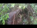 Finding an abandoned car in the woods