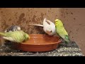 10 Minutes Of Budgies Bathing Sounds To Make Your Budgie Bath