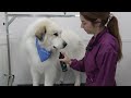 A legendary transformation on huge guardian dog 😮 | Great Pyrenees