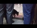Surprise! Dog enters local train in Mumbai!