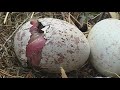 The Golden Eagle - Kings of the Alps | Free Documentary Nature