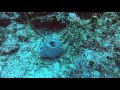 Nassau Bahamas SCUBA Dive David Tucker Wreck with Stuart Cove's 20191021