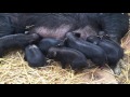 Baby American Guinea Hogs