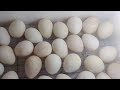 Colocando 31 ovos de galinha de angola Guiné o capote na nossa chocadeira de isopor 🐤🐣