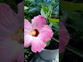 Flor de Hibiscus