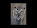 Snow Leopard Speedpaint #procreate #snowleopards #speedpaint #art