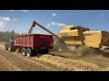 New Holland TX68 Plus Combine Harvester - Winter Barley 2021