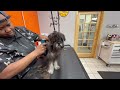 PURE CHAOS!! TRYING a HAIRCUT on an UNRULY PUPPY!!