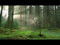 Guided Forest Walk Meditation - Calming and Relaxing Mindfulness Activity