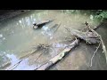 If You Enjoy Creek Adventures and Treasures, This Video is a Must!