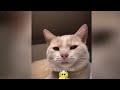 I would die laughing for these FUNNIEST Cats 😻Funniest Cat Reaction😻🐈