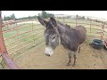 Working with Snort the Wild Donkey