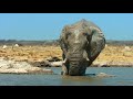 4K African Wildlife: Elephants. Part #2 - Wild Animals Video from Africa - 10 bit color