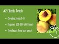 Top 5 Best Peach Trees | NatureHills.com