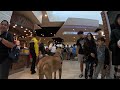 Cash 2.0 Great Dane inside the Westfield Topanga Mall 6