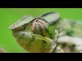 Amazing Madagascar Wildlife - 8K Documentary Film - Incredible Wild Animals