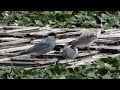 kűszvágó csérek  2#  2024 07 26 Sterna hirundo  common tern