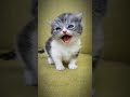 Cutest Kittens Love 😍 @Meow_cute_cat