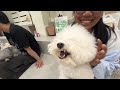 KOREA & JAPAN vlog 🍡: color analysis, scalp treatment, dog cafe, lots of eating + shopping!