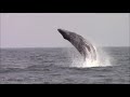 Best of Breaching Humpback Whales Monterey update today in 2019