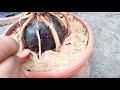 Mempercantik Tampilan Bonsai Kelapa Dengan Mengganti Pot Dan Angkat Akar/Ekspose Akar