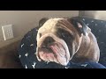 Reuben the Bulldog: For Being Such a Good Boy