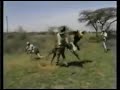 Lion vs Hunter full fight,funny video HD