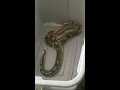 Python eating a rat (part 2)