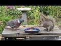 Billy the Squirrel not bothered about Wally the Woodpigeon