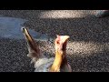 My chicken (this is a short vid )