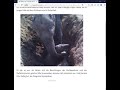 awful clickbait website - elephant digs a hole