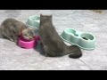 🤣😺CATS you will remember and LAUGH all day! 😺🐶Funny Cats Videos 2024 Part 16
