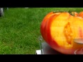 PlantProfile : Big Rainbow Tomato