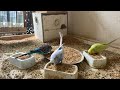 14 Minute Budgies Sounds, Budgies Feeding Time Relax ASMR HD 4K 60FPS