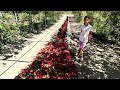 Point Defiance Rose Garden Tacoma WA￼