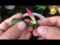 The secret to desert roses growing quickly and taking root endlessly