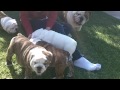 English Bulldog Puppies with Dad 8 weeks old