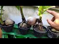 BONSAI KELAPA GAGAL PECAH DAUN DAN LEPAS BATOK