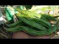 மாடி தோட்டம் அறுவடை || Lots Of Vegetables Harvest In Terrace Garden