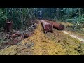 Tarik Langsung gandeng dari tempat tebangan#buldozer #hutan