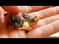 What to feed a baby BIRD | Homemade hand feeding formula recipe #babybird #birds #aviary